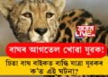 বাঘৰ আগতেল খোৱা যুৱক! চিতা বাঘ বাইকত বান্ধি যাত্ৰা যুৱকৰ, ক’ত এই ঘটনা?