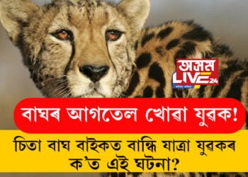 বাঘৰ আগতেল খোৱা যুৱক! চিতা বাঘ বাইকত বান্ধি যাত্ৰা যুৱকৰ, ক’ত এই ঘটনা?