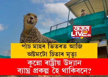 পাঁচ মাহৰ ভিতৰত আজি অষ্টমটো চিতাৰ মৃত্যু, প্ৰধানমন্ত্ৰীৰ ওপজা দিনত কুন্নো ৰাষ্ট্ৰীয় উদ্যানলৈ অনা ৮ চিতাই সাবটিলে মৃত্যুক