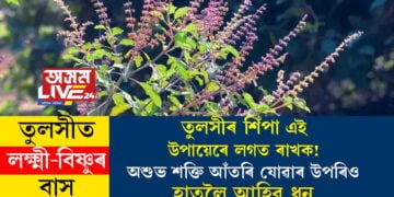 তুলসীৰ শিঁপা এই উপায়েৰে লগত ৰাখক! অশুভ শক্তি আঁতৰি যোৱাৰ উপৰিও হাতলৈ আহিব ধন