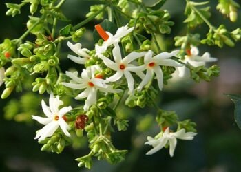 ‘তুমি আহিলে আঁহো বোলা আহিন আগেয়ে আহে…’ আহিন মানেই উৎসৱ, আহিন মানেই আপোনজনৰ সতে জোনটো ভগাই লোৱাৰ বতৰ