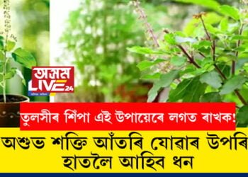 তুলসীৰ শিঁপা এই উপায়েৰে লগত ৰাখক! অশুভ শক্তি আঁতৰি যোৱাৰ উপৰিও হাতলৈ আহিব ধন