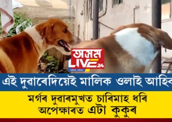 এই দুৱাৰেদিয়েই মালিক ওলাই আহিব! মৰ্গৰ দুৱাৰমুখত চাৰিমাহ ধৰি অপেক্ষাত আছে এটা কুকুৰ