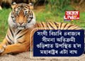 সংগী বিচাৰিয়েই ২০০০ কিঃমিঃ যাত্ৰা! চাৰি ৰাজ্যৰ সীমনা অতিক্ৰমী ওড়িশাত উপস্থিত হ’ল মহাৰাষ্ট্ৰৰ এটা বাঘ