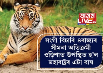 সংগী বিচাৰিয়েই ২০০০ কিঃমিঃ যাত্ৰা! চাৰি ৰাজ্যৰ সীমনা অতিক্ৰমী ওড়িশাত উপস্থিত হ’ল মহাৰাষ্ট্ৰৰ এটা বাঘ