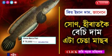সোণতকৈ বেচি এটা চেঙা মাছৰ দামঃ কিয় বিদেশত ইমান দামী চেঙা মাছ, পঢ়ক সবিশেষ…