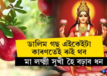 ঘৰত এজোপা ডালিম গছ এইকেইটা কাৰণতেই ৰুই থব, মা লক্ষ্মী সুখী হোৱাৰ লগতে হ’ব এইকেইটা পৰিবৰ্তনো