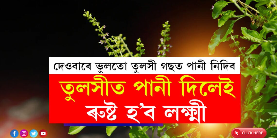 দেওবাৰে ভুলতো তুলসী গছত পানী নিদিব, তুলসীত পানী দিলেই আপোনাৰ ওপৰত ৰুষ্ট হ’ব লক্ষ্মী