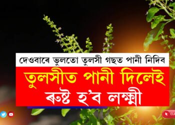 দেওবাৰে ভুলতো তুলসী গছত পানী নিদিব, তুলসীত পানী দিলেই আপোনাৰ ওপৰত ৰুষ্ট হ’ব লক্ষ্মী