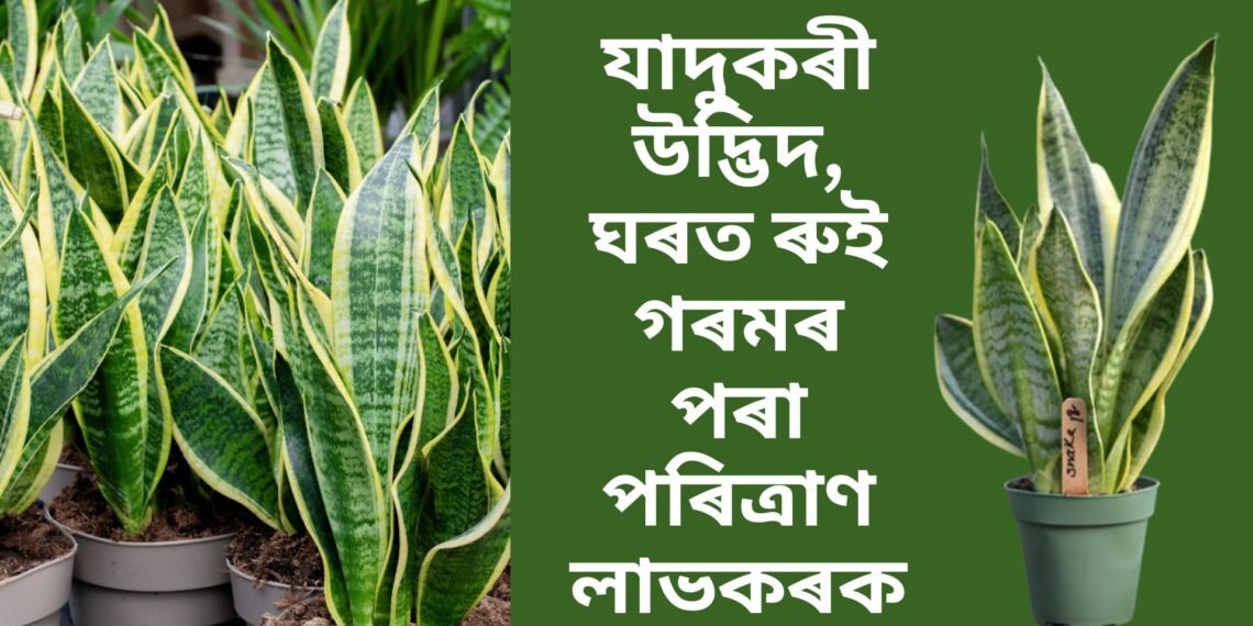 যাদুকৰী উদ্ভিদ, ঘৰত ৰুই গৰমৰ পৰা পৰিত্ৰাণ লাভ কৰক, লগতে লাভ কৰক বিশুদ্ধ বায়ু 