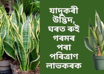 যাদুকৰী উদ্ভিদ, ঘৰত ৰুই গৰমৰ পৰা পৰিত্ৰাণ লাভ কৰক, লগতে লাভ কৰক বিশুদ্ধ বায়ু 