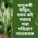 যাদুকৰী উদ্ভিদ, ঘৰত ৰুই গৰমৰ পৰা পৰিত্ৰাণ লাভ কৰক, লগতে লাভ কৰক বিশুদ্ধ বায়ু 