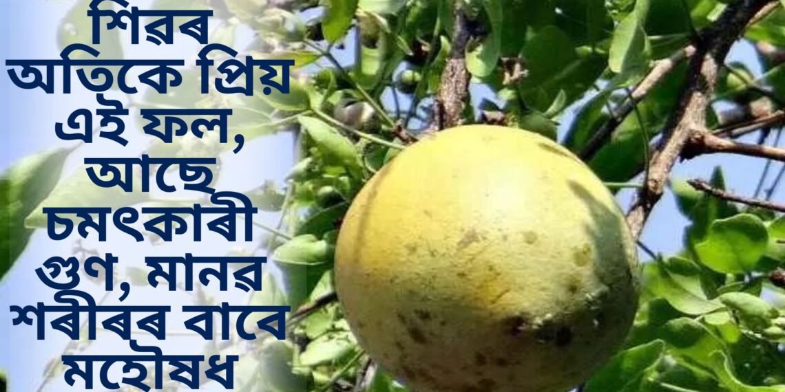 শিৱৰ অতিকে প্ৰিয় এই ফল, আছে চমৎকাৰী গুণ, মানৱ শৰীৰৰ বাবে মহৌষধ