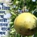 শিৱৰ অতিকে প্ৰিয় এই ফল, আছে চমৎকাৰী গুণ, মানৱ শৰীৰৰ বাবে মহৌষধ