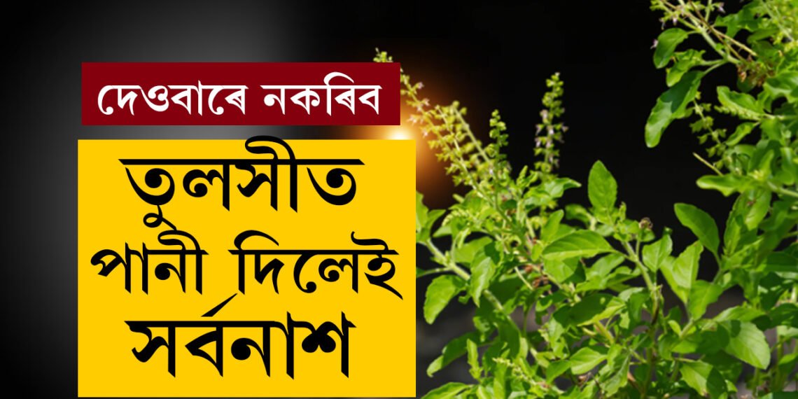 দেওবাৰে ভুলতো তুলসী গছত পানী নিদিব, তুলসীত পানী দিলেই আপোনাৰ ওপৰত ৰুষ্ট হ’ব লক্ষ্মী