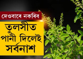 দেওবাৰে ভুলতো তুলসী গছত পানী নিদিব, তুলসীত পানী দিলেই আপোনাৰ ওপৰত ৰুষ্ট হ’ব লক্ষ্মী