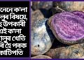 জানেনে ক’লা আলুৰ বিষয়ে, বহু উপকাৰী এই ক’লা আলুৰ খেতি কৰি হৈ পৰক কোটিপতি