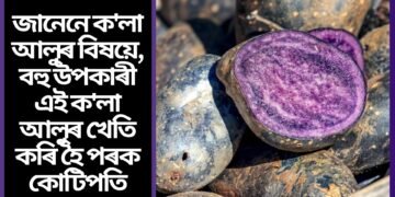 জানেনে ক’লা আলুৰ বিষয়ে, বহু উপকাৰী এই ক’লা আলুৰ খেতি কৰি হৈ পৰক কোটিপতি