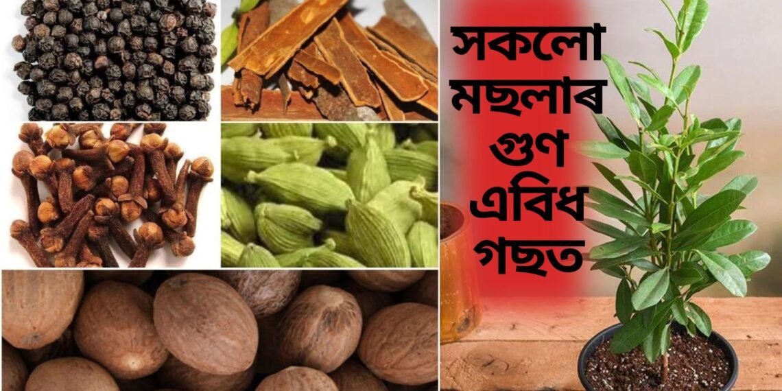 লং, ডালচেনি, জয়ত্ৰীৰ সোৱাদ থকা এবিধ গছ, ঘৰত লগাওক মছলা কিনাৰ পৰা ৰেহাই পাওক
