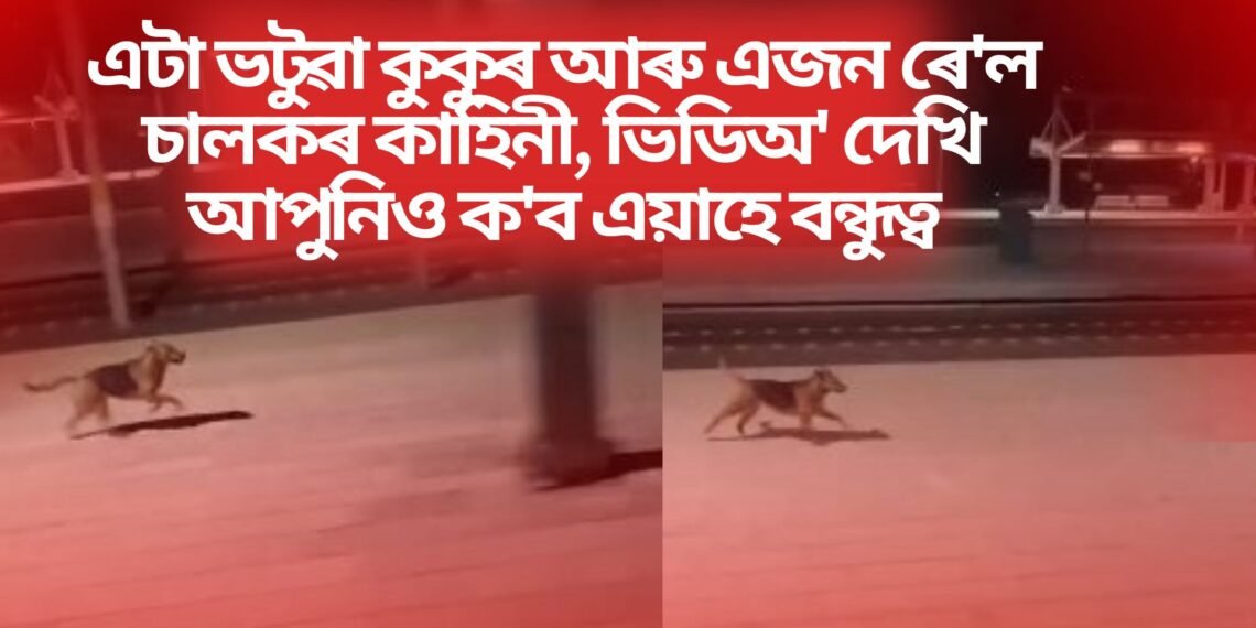 এটা ভটুৱা কুকুৰ আৰু এজন ৰে’ল চালকৰ কাহিনী, ভিডিঅ’ দেখি আপুনিও ক’ব এয়াহে বন্ধুত্ব