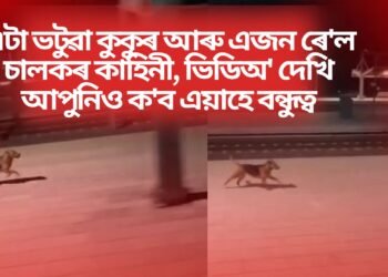 এটা ভটুৱা কুকুৰ আৰু এজন ৰে’ল চালকৰ কাহিনী, ভিডিঅ’ দেখি আপুনিও ক’ব এয়াহে বন্ধুত্ব