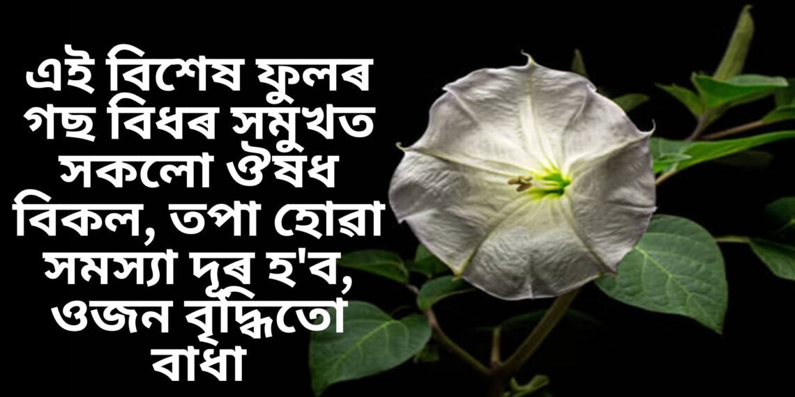 এই বিশেষ ফুলৰ গছ বিধৰ সমুখত সকলো ঔষধ বিকল, তপা হোৱা সমস্যা দূৰ হ’ব, ওজন বৃদ্ধিতো বাধা