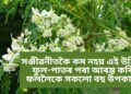 সঞ্জীৱনীতকৈ কম নহয় এই উদ্ভিদ, ফুল-পাতৰ পৰা আৰম্ভ কৰি ফললৈকে সকলো বহু উপকাৰী