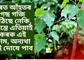 ঘৰত আঁহতৰ গছ গজি উঠিছে নেকি, তেন্তে এতিয়াই কৰক এই কাম, অন্যথা এই দোষে পাব
