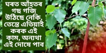 ঘৰত আঁহতৰ গছ গজি উঠিছে নেকি, তেন্তে এতিয়াই কৰক এই কাম, অন্যথা এই দোষে পাব