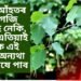 ঘৰত আঁহতৰ গছ গজি উঠিছে নেকি, তেন্তে এতিয়াই কৰক এই কাম, অন্যথা এই দোষে পাব