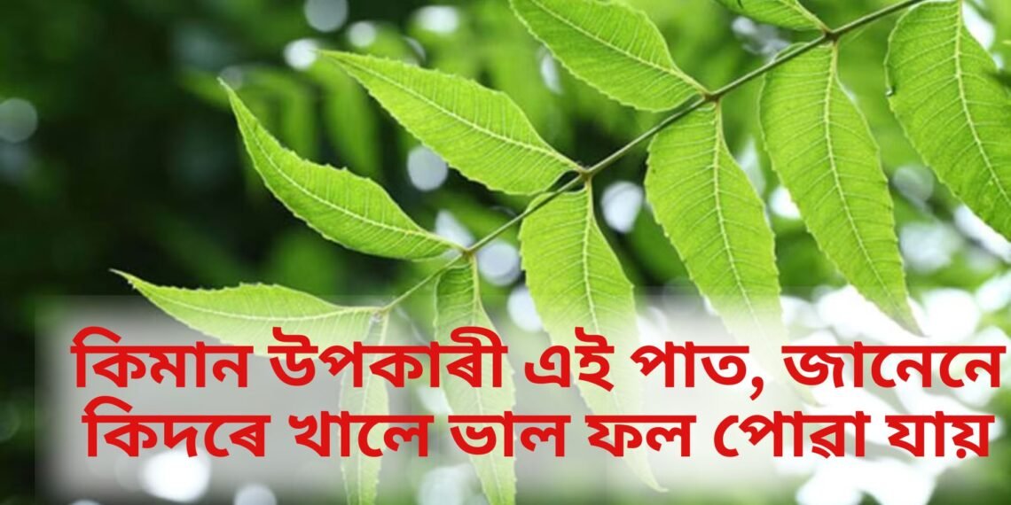 মহৌষধি নিমপাত, কি কি বেমাৰত ভাল, কিদৰে কৰিব ব্যৱহাৰ