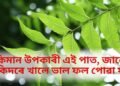 মহৌষধি নিমপাত, কি কি বেমাৰত ভাল, কিদৰে কৰিব ব্যৱহাৰ