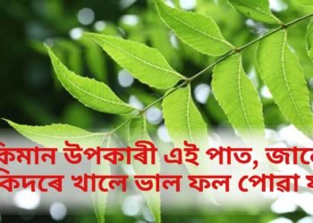 মহৌষধি নিমপাত, কি কি বেমাৰত ভাল, কিদৰে কৰিব ব্যৱহাৰ
