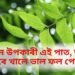 মহৌষধি নিমপাত, কি কি বেমাৰত ভাল, কিদৰে কৰিব ব্যৱহাৰ