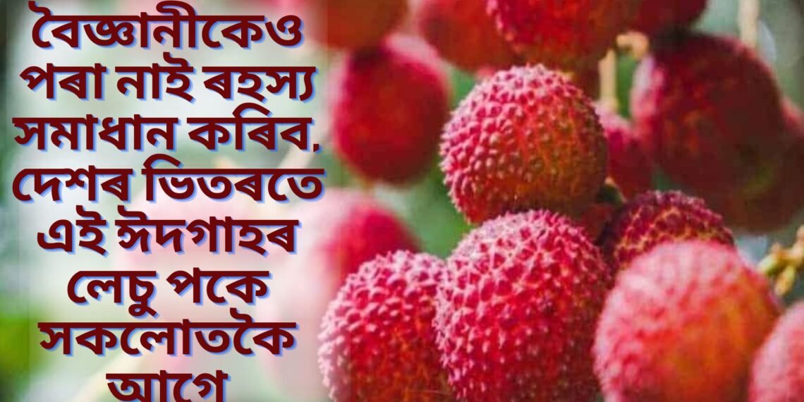 বৈজ্ঞানীকেও পৰা নাই ৰহস্য সমাধান কৰিব, দেশৰ ভিতৰতে এই ঈদগাহৰ লেচু পকে সকলোতকৈ আগে