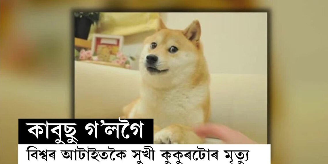 হাঁহিমুখেৰে বিশ্বজয়, টোপনিৰ মাজতেই মৃত্যু বিশ্ব সকলোতকৈ সুখী কুকুৰ কাবুছুৰ