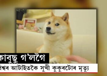 হাঁহিমুখেৰে বিশ্বজয়, টোপনিৰ মাজতেই মৃত্যু বিশ্ব সকলোতকৈ সুখী কুকুৰ কাবুছুৰ