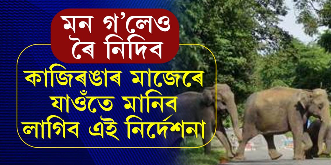 কাজিৰঙাৰ মাজেৰে যাত্ৰা কৰিলে ভুলতো য’তে ত’তে নৰব, ৰ’লেই বিপদ হ’ব আপোনাৰ, কি জাননী দিছে বনবিভাগে?