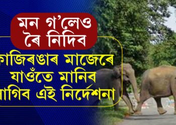 কাজিৰঙাৰ মাজেৰে যাত্ৰা কৰিলে ভুলতো য’তে ত’তে নৰব, ৰ’লেই বিপদ হ’ব আপোনাৰ, কি জাননী দিছে বনবিভাগে?