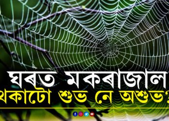 ঘৰত মকৰাজাল থকা শুভ নে অশুভ? জানক বাস্তুশাস্ত্ৰই কি কয়?
