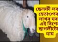 ছেলফী লবলৈ হেতাওপৰা, লাখৰ ঘৰত এই বিশেষ ছাগলীটোৰ দাম