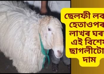 ছেলফী লবলৈ হেতাওপৰা, লাখৰ ঘৰত এই বিশেষ ছাগলীটোৰ দাম