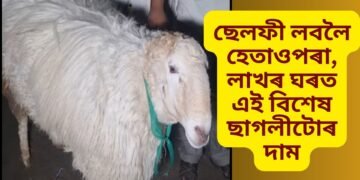 ছেলফী লবলৈ হেতাওপৰা, লাখৰ ঘৰত এই বিশেষ ছাগলীটোৰ দাম