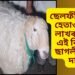 ছেলফী লবলৈ হেতাওপৰা, লাখৰ ঘৰত এই বিশেষ ছাগলীটোৰ দাম