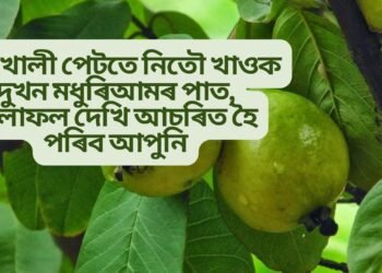 পুৱা খালী পেটতে নিতৌ খাওক দুখিলা মধুৰিআমৰ পাত, ফলাফল দেখি আচৰিত হৈ পৰিব আপুনি