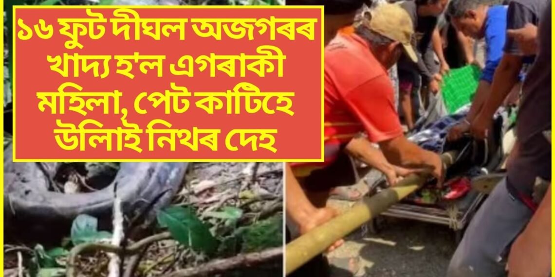 ১৬ ফুট দীঘল অজগৰৰ খাদ্য হ’ল এগৰাকী মহিলা, পেট কাটিহে উলিয়ালে নিথৰ দেহ