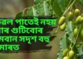 কেৱল পাতেই নহয় ইয়াৰ গুটিবোৰ ৰামবান সদৃশ বহু বেমাৰত, জানক সবিশেষ-