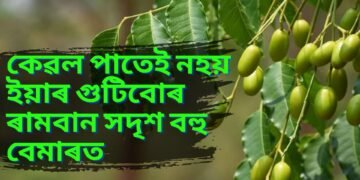 কেৱল পাতেই নহয় ইয়াৰ গুটিবোৰ ৰামবান সদৃশ বহু বেমাৰত, জানক সবিশেষ-