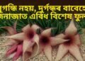 সুগন্ধি নহয়, দুৰ্গন্ধৰ বাবেহে জনাজাত এবিধ বিশেষ ফুল