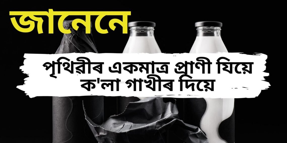পৃথিৱীৰ একমাত্ৰ প্ৰাণী যিয়ে ক’লা গাখীৰ দিয়ে, ৯৯ শতাংশ লোকেই নাজানে এই বিষয়ে